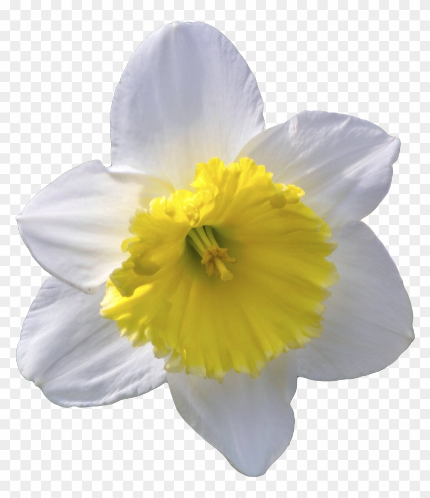 Daffodils Png Transparent Images - White Daffodil Flower Png #1265085
