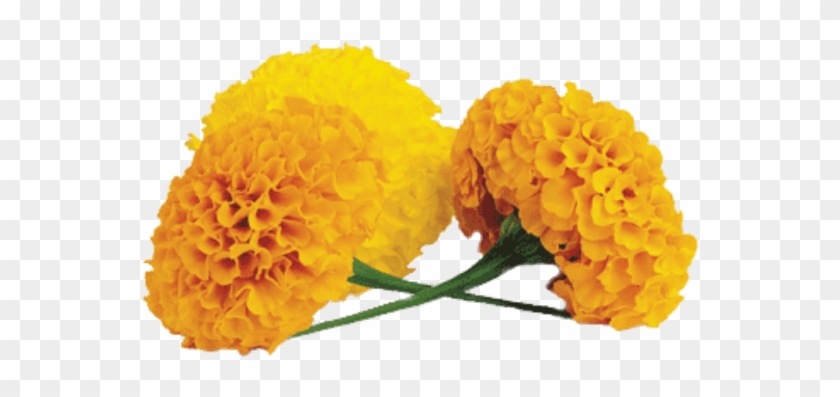 Marigold Png Images Transparent Free Download - Marigold Png #1265124