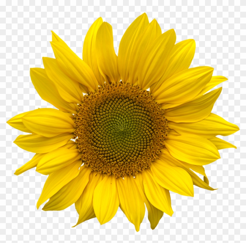 Sunflower Png #1265144