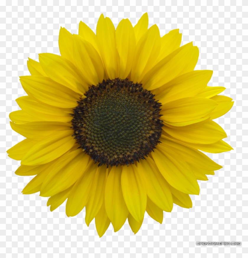 Download Sunflower Images Free Image - Sunflower Icon No Background #1265155