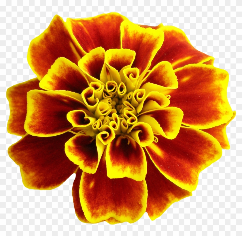 New Beautiful Flower Png #1265158