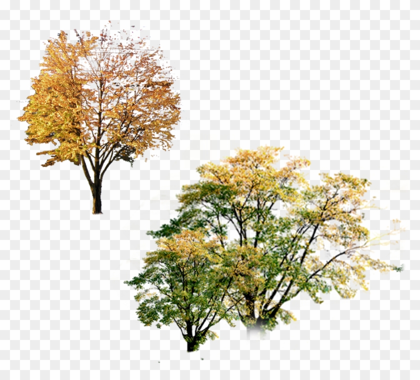 Autumn Poster Tree Landscape - Tree #1265178