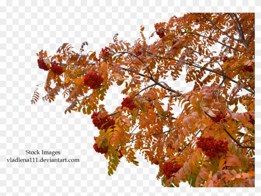 Autumn Rowan Branches-2 By Vladlena111 - New Png For Picsart Editing #1265188