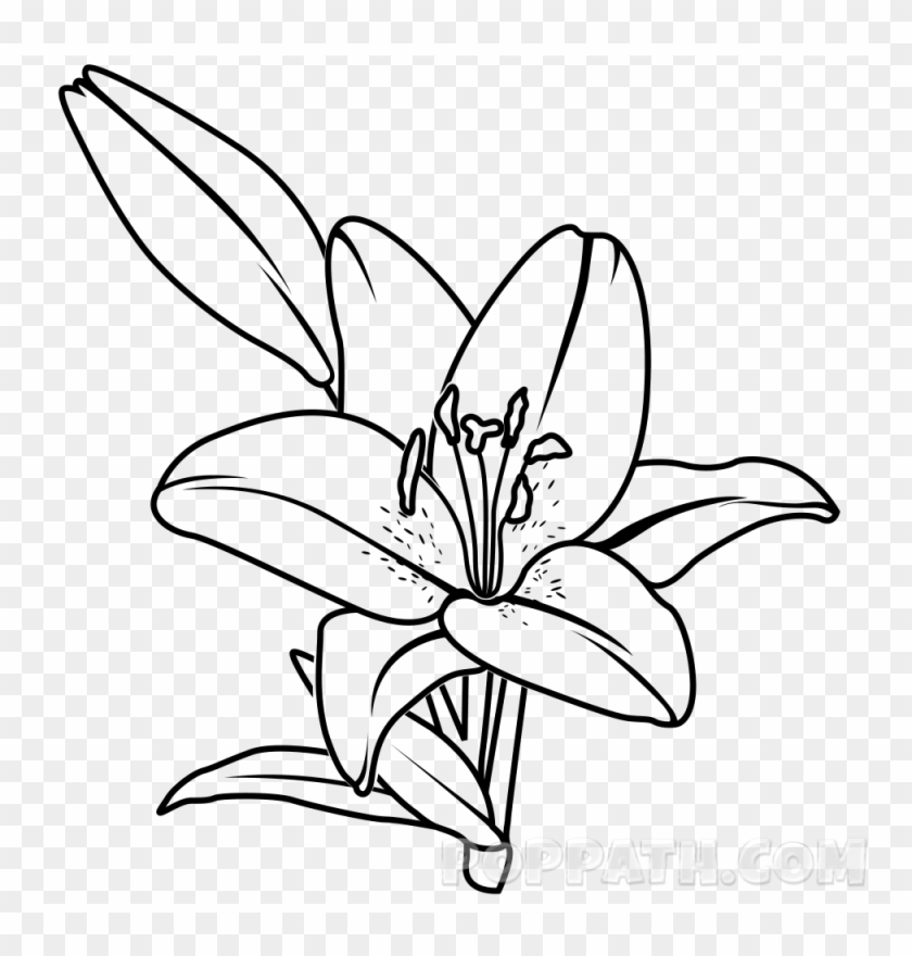 How To Draw A Lily - Drawing #1265207