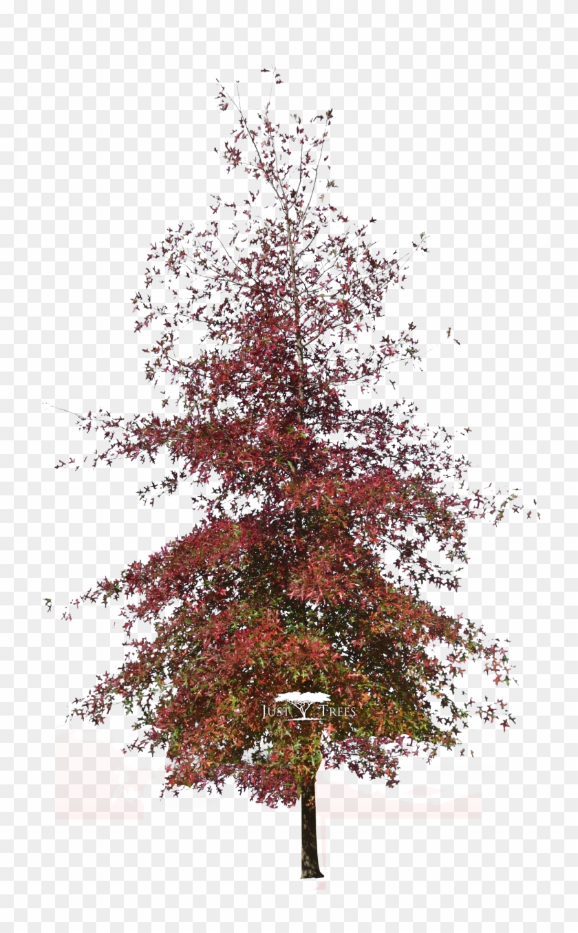 Quercus Palustris - Quercus Palustris Png #1265240