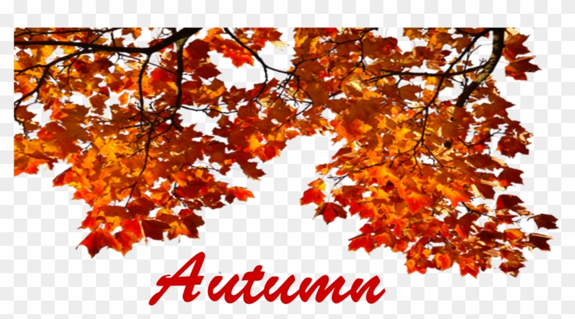 Autumn Leaves Png Picture - Autumn #1265243