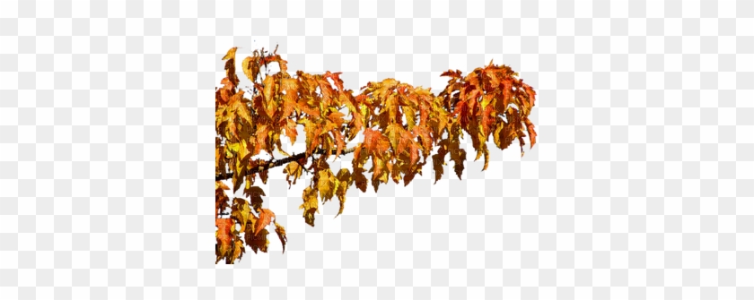 Autumn Tree Branch - Gambel Oak #1265248