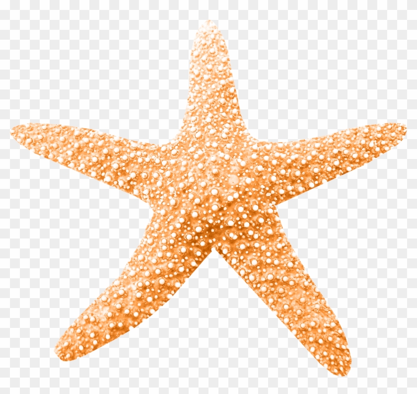 Clip Art - Starfish - Clip Art - Starfish #1265319