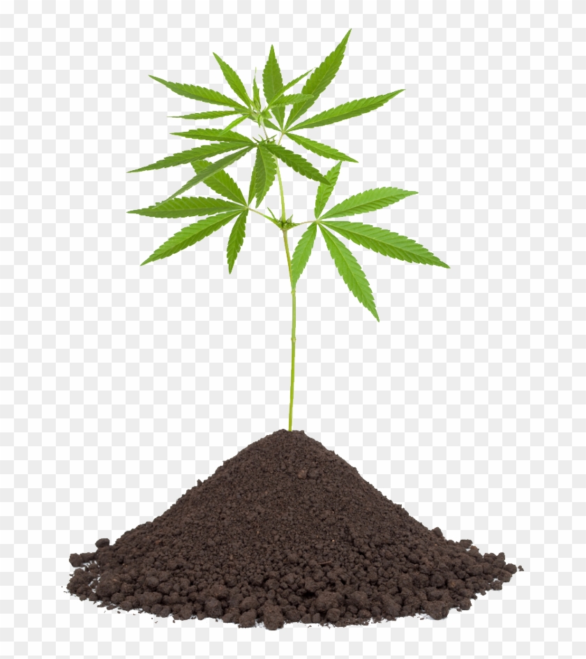 Cannabis - Certified Organic Hemp Tea Buds 30g Biopurus #1265341