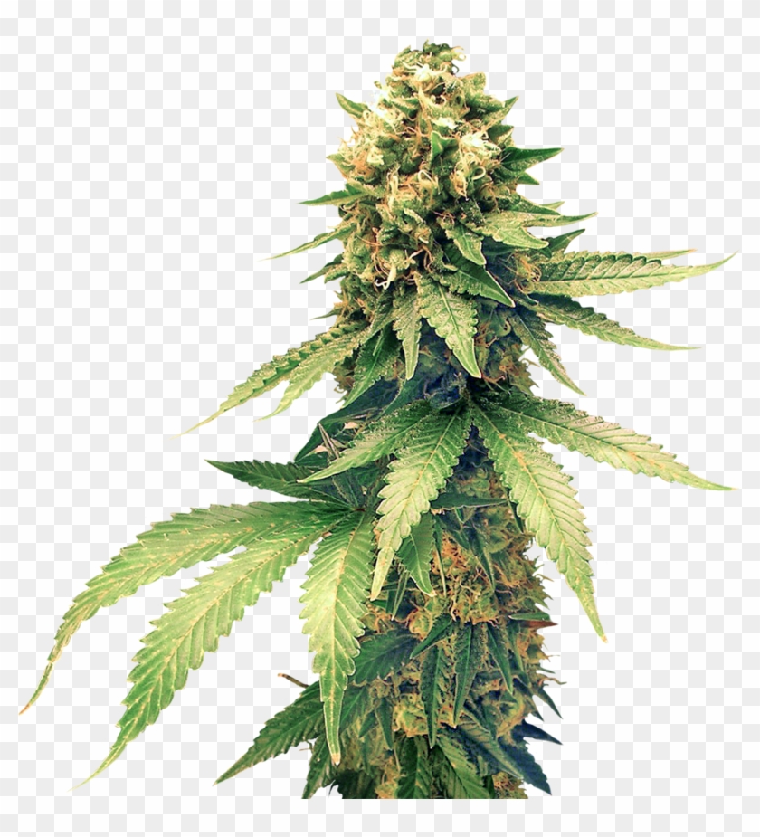 Cannabis Png Clipart - Houseplant #1265342