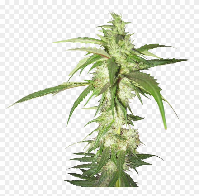 Best Free Cannabis Icon Clipart - Marijuana Plant Transparent Background #1265344