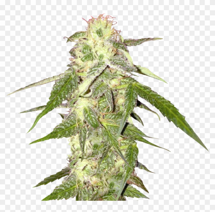 Hemp #1265345