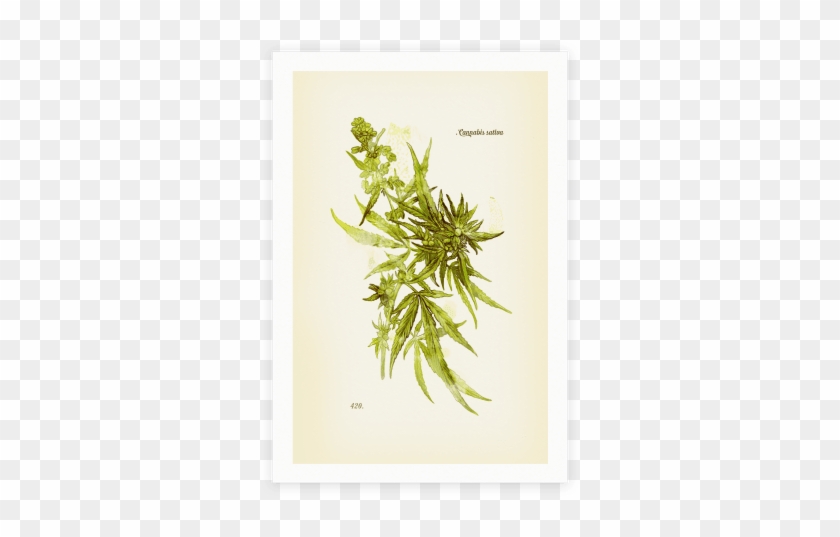 Cannabis Clipart - Botanical Illustration #1265347