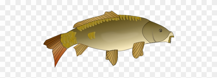 Carp Clipart - Carp Clipart Png #1265497