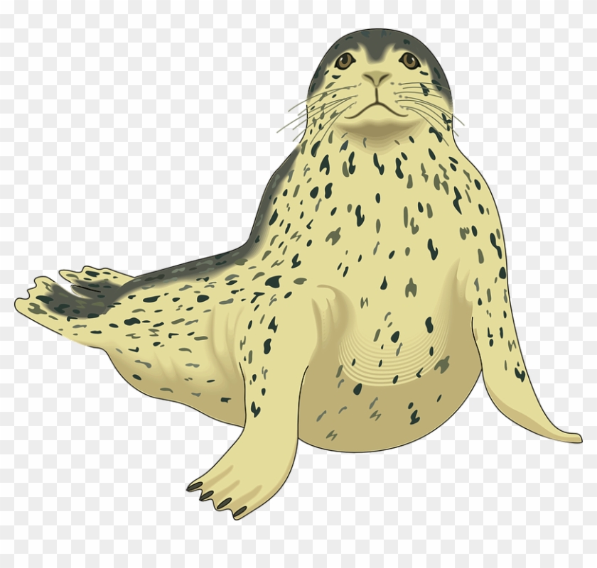 Seal Clipart Seal Face - Harp Seal Clipart #1265498