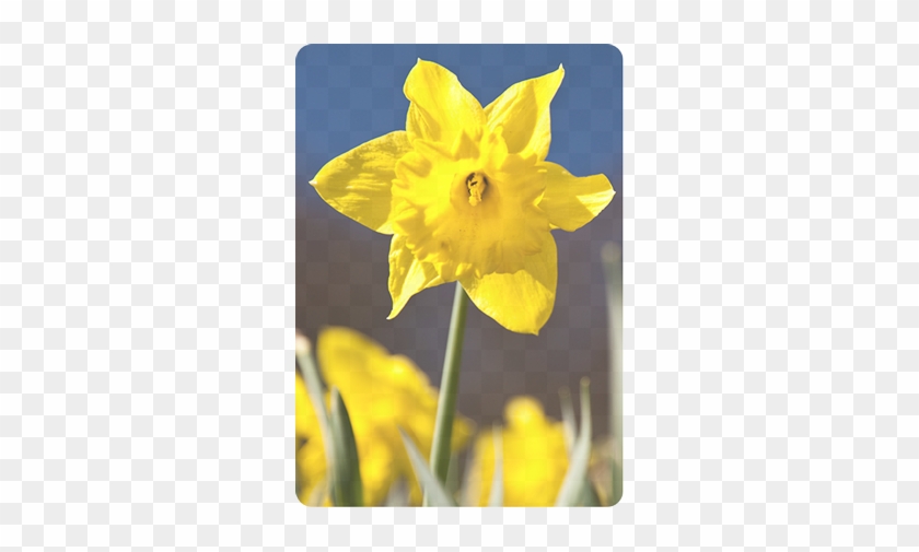 A Narcissus Attar Parfümolaj Hatásait Az Alábbi Módokon - Narcissus #1265514