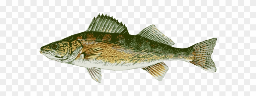 Google Search - Walleye Freshwater Fish #1265593