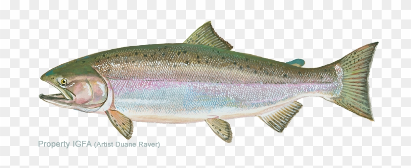 Salmon Clipart Arctic Cod - Chinook Salmon #1265594