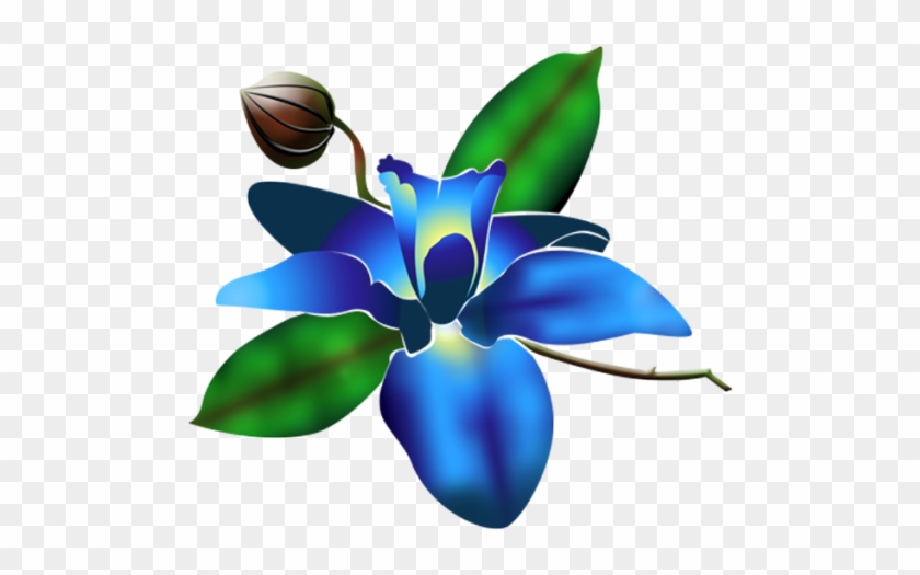 Blue Orchid #1266349