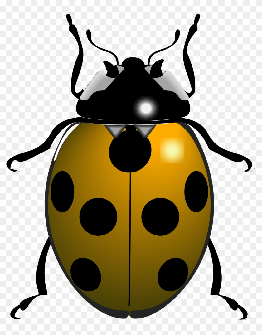 Big Image - Black And White Ladybird #1267642