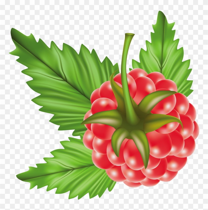 Яндекс - Фотки - Raspberry Vector Free Vector #200666