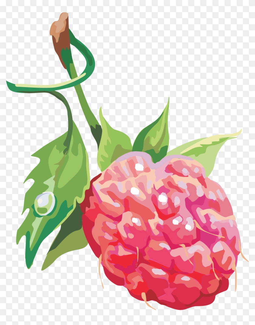 Rraspberry Png Image - Raspberry #200675