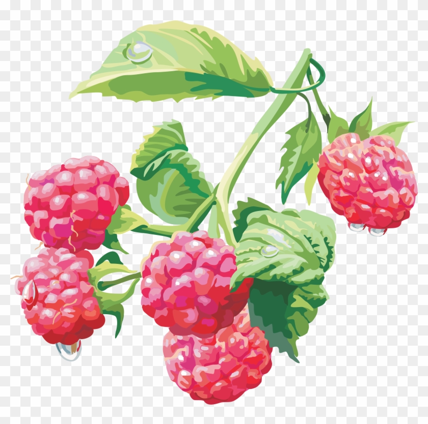 Raspberry Png #200689