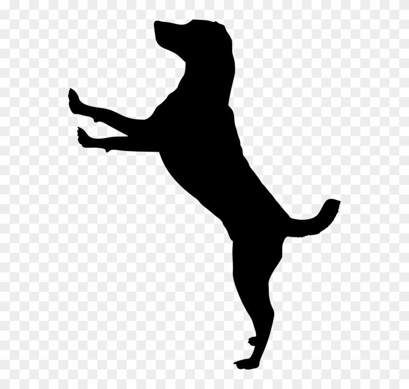 Free Photo Silhouette Animal Pet Dog Run Dog House - Silhouette Dog Jumping #201405
