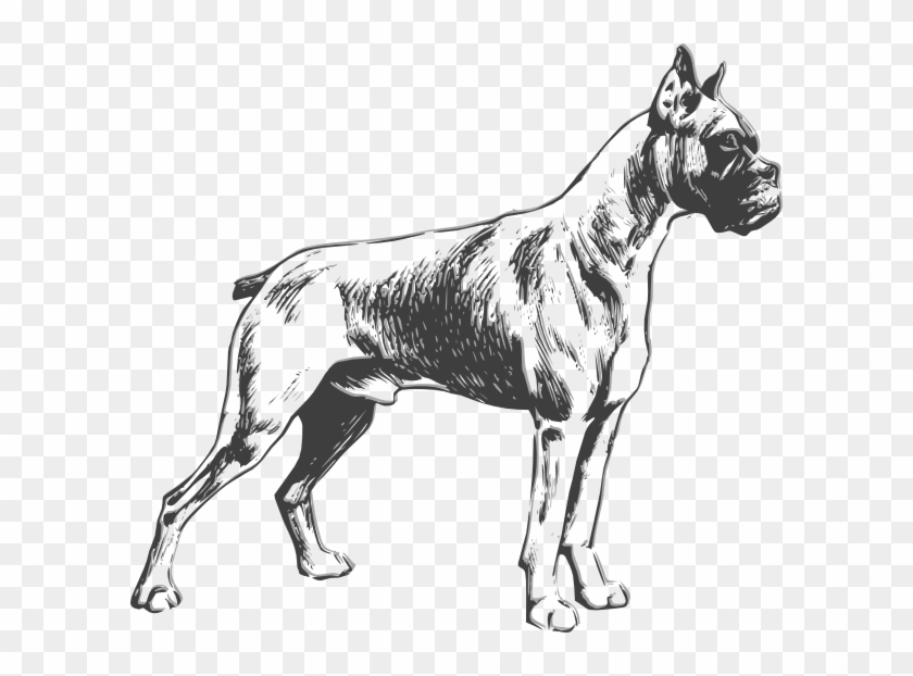 Outline Drawings Of Dogs - Boxer Dog Vector #201418