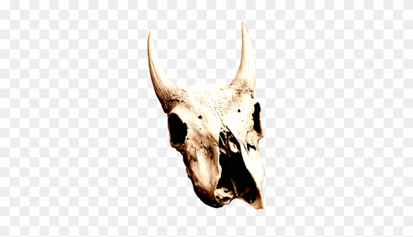 Cow Skull In Desert - Desert Skull Png #201591