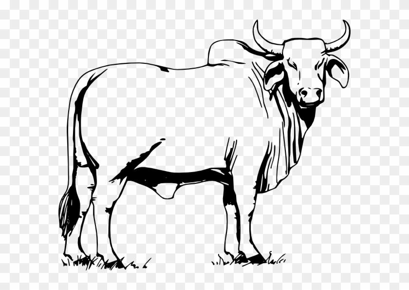 Drawn Bull Clip Art - Bull Clipart Black And White #201609