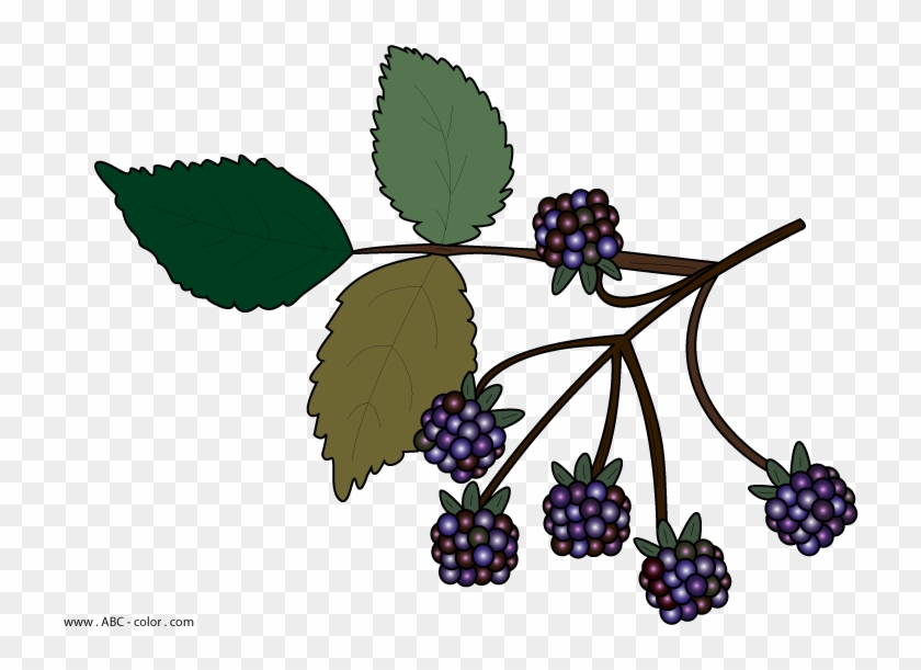 Download Bitmap Clipart Blackberry - Clip Art Bramble #201610