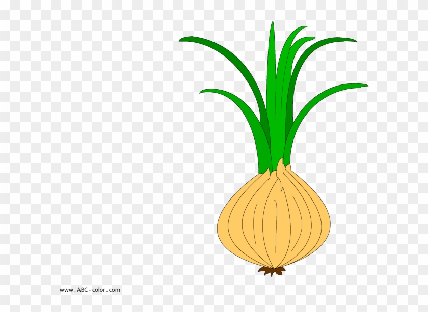 Download Bitmap Clipart Onion - Onion #201622