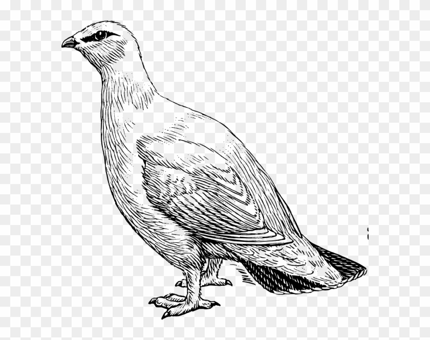 Willow Ptarmigan Coloring Page #201666