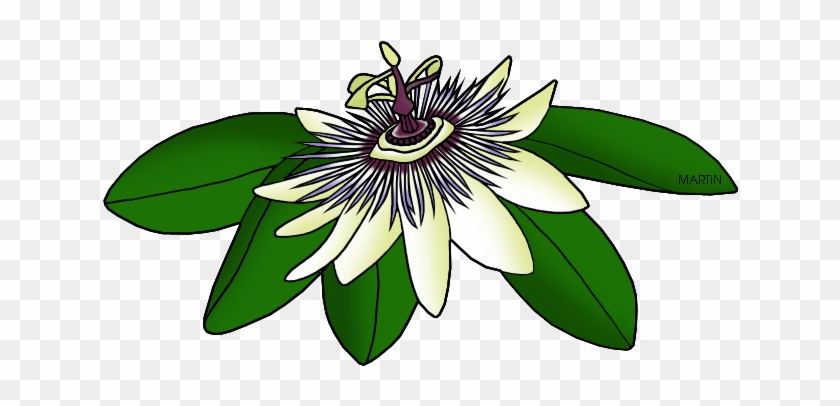 United States Clip Art By Phillip Martin, Tennessee - Purple Passionflower #201677