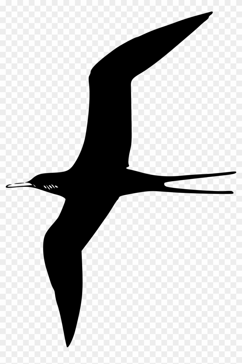 Frigate Bird Clip Art - Bird Clip Art #201689