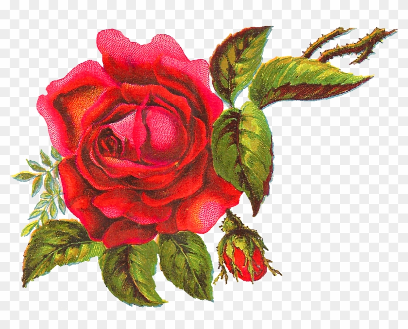The Big Red Rose Is Surrounded By Bright Leaves, Parts - Garden Roses #201724
