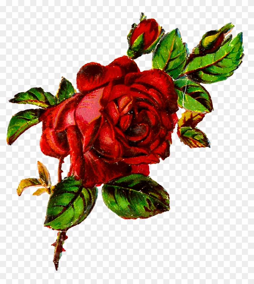 Flower Rose Shabby Chic Clipart Image Transfer Botanical - Grunge Roses Art #201808