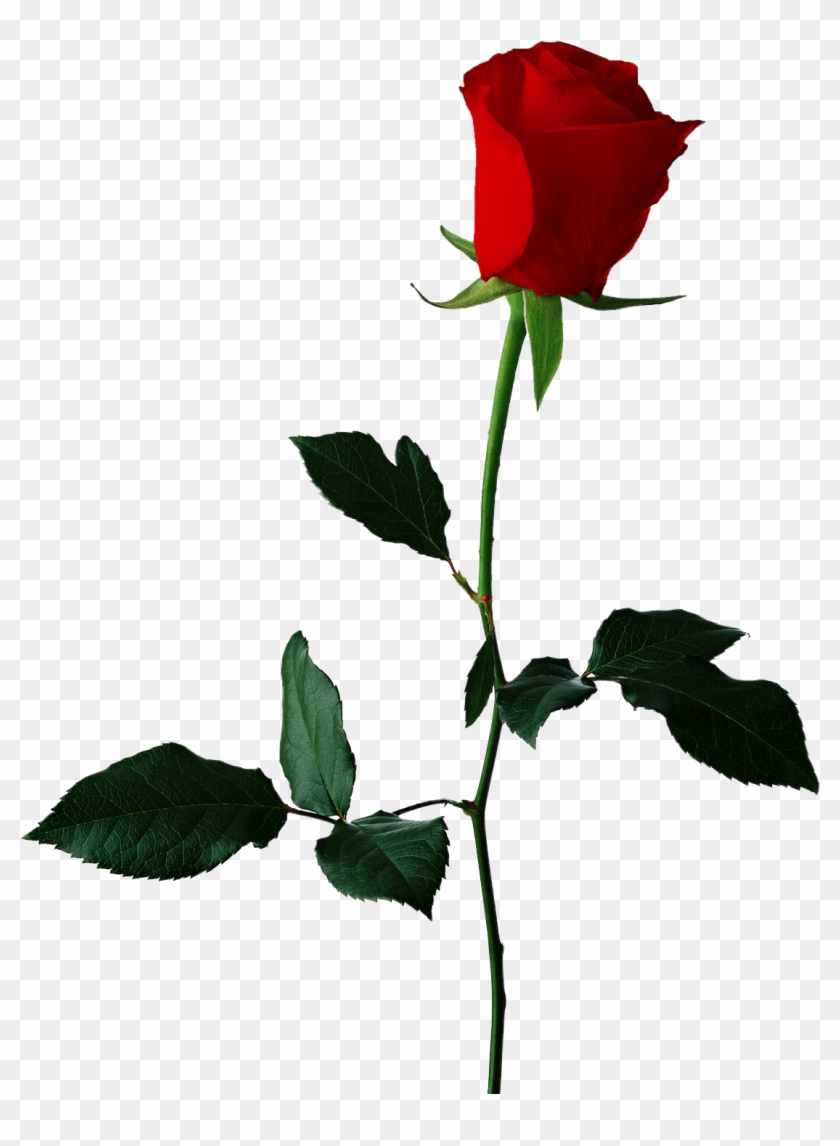 Single Red Rose Transparent Background - Transparent Background Flower Clip Art #201810