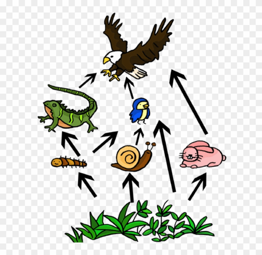 Food Web On Flowvella - Food Web Easy To Draw #201811