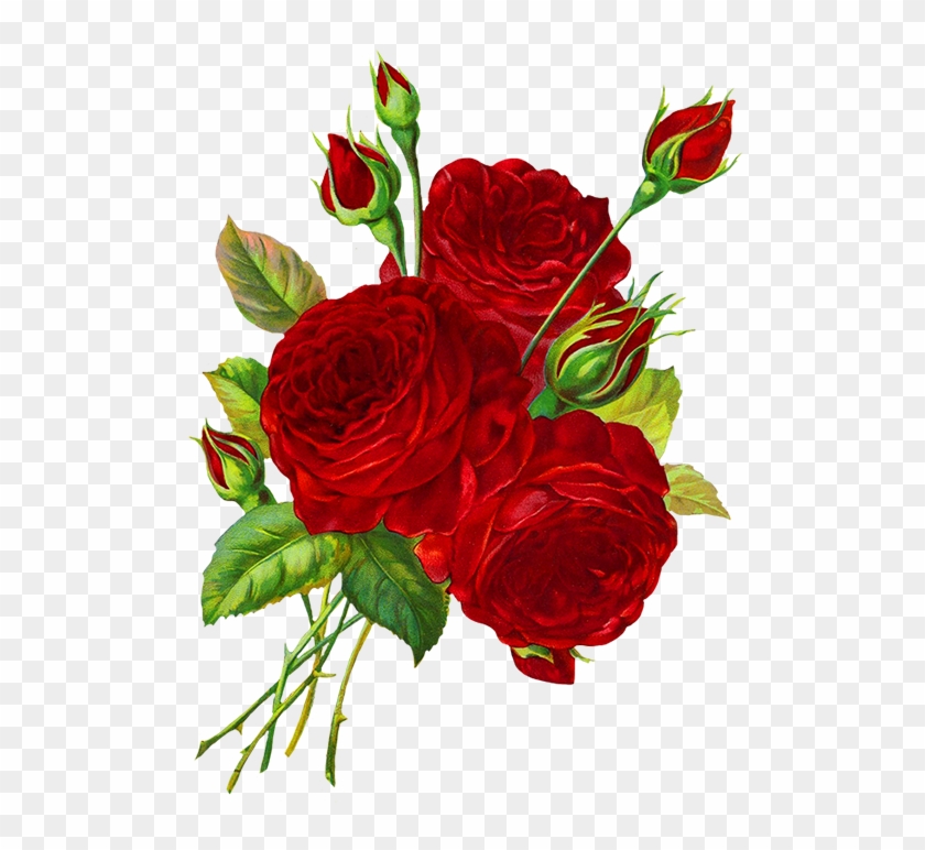 Rose Clipart - Many Red Roses Drawings #201835