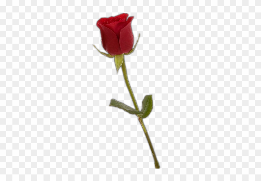 Single Red Rose Png #201856
