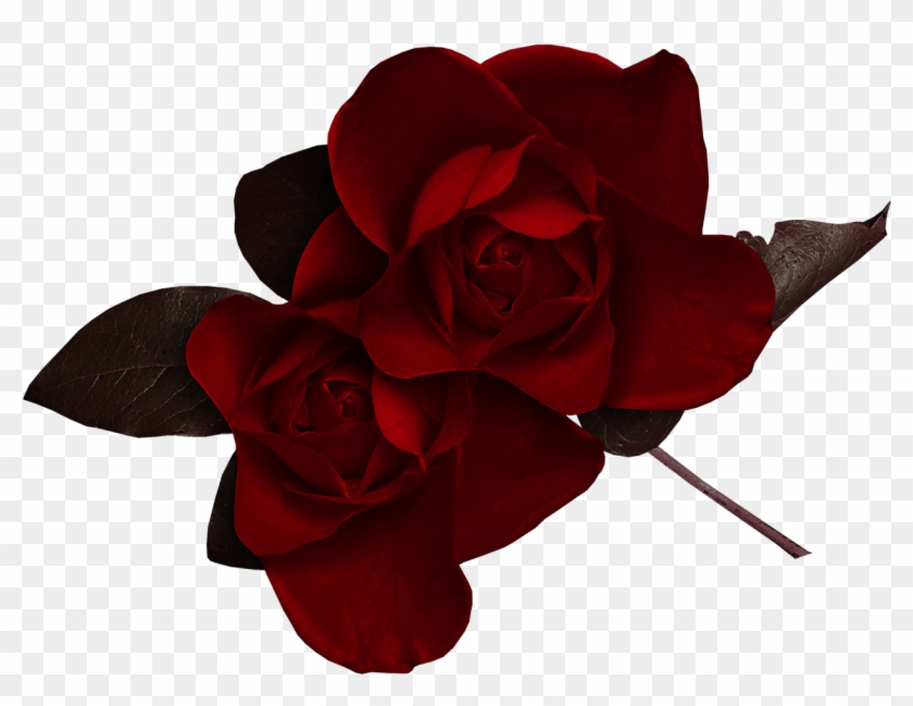 Rose Desktop Wallpaper Flower Clip Art - Rose Desktop Wallpaper Flower Clip Art #201965