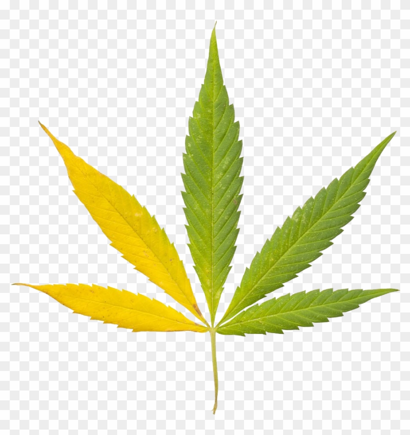 Cannabis Sativa Leaf Bong Clip Art - Cannabis Leaf 3d Model #202290