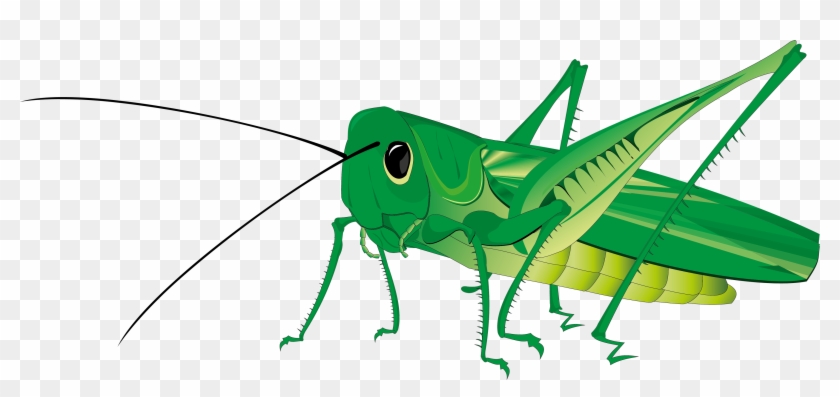 Free Grasshopper Clip Art [22] - Grasshopper Clip Art #203286