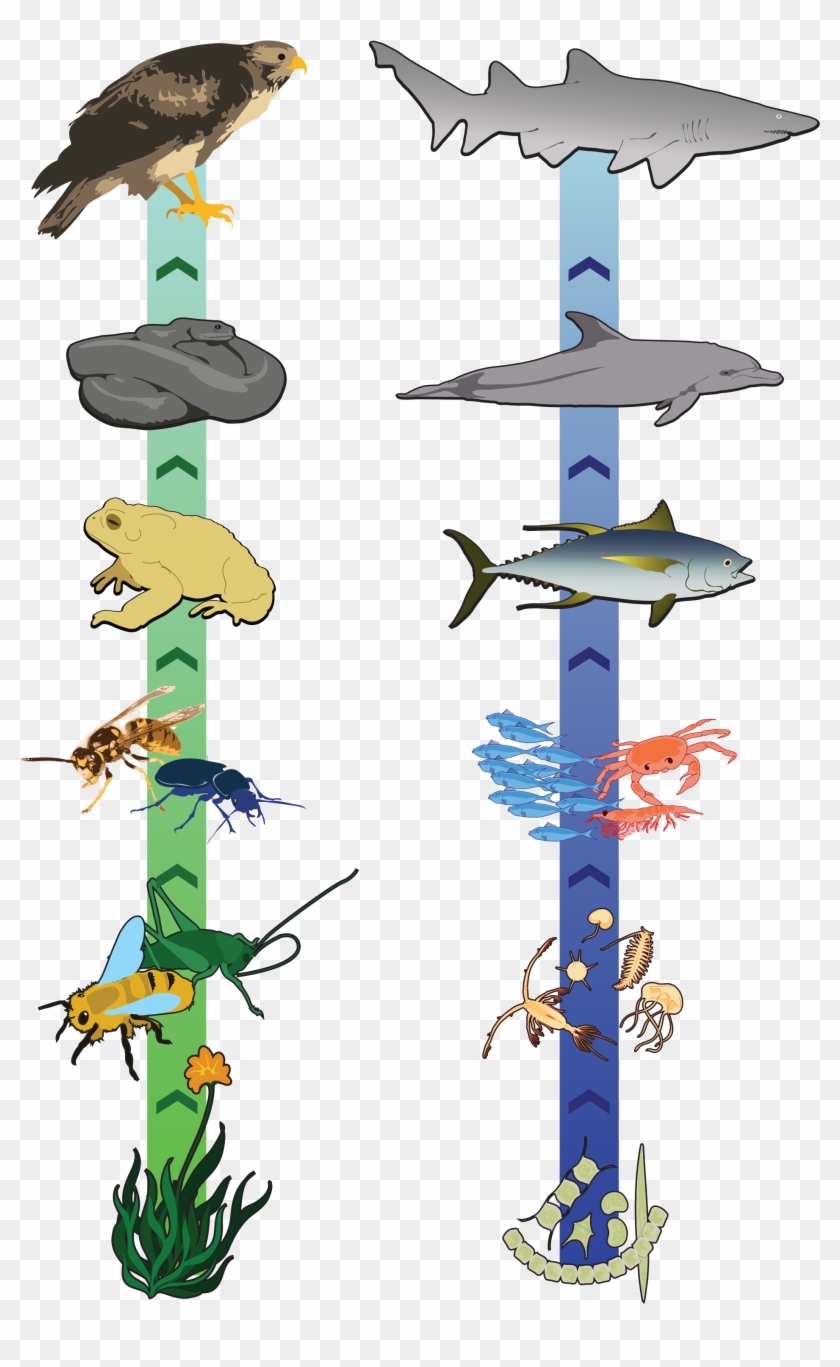 Food Chain Clipart - Cadena Alimenticia De Insectos #203359