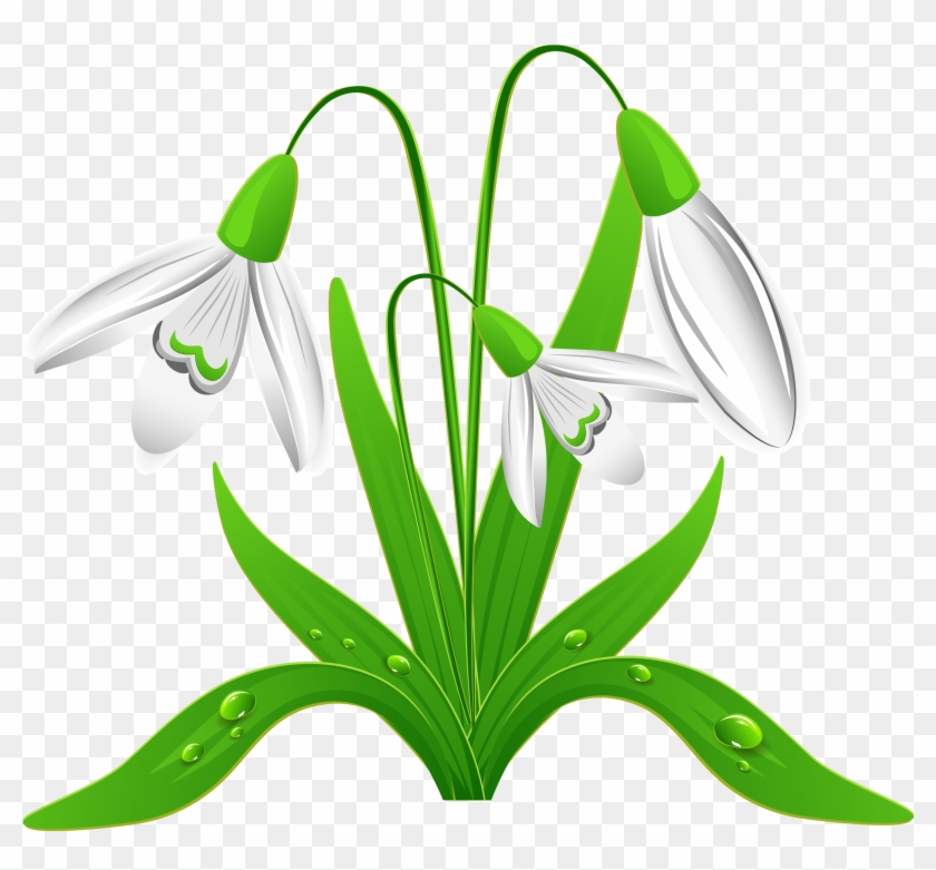 Spring Snowdrops Png Clipart Picture - Snowdrops Clipart #203910