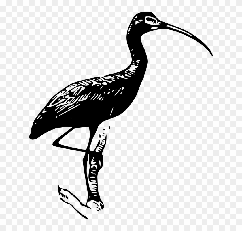 Explore Art Online, Public Domain, And More - Clipart Ibis #1267954