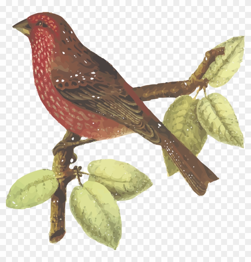 Free Clipart Of A Bird - Transparent Images Dhari Maa #1268183