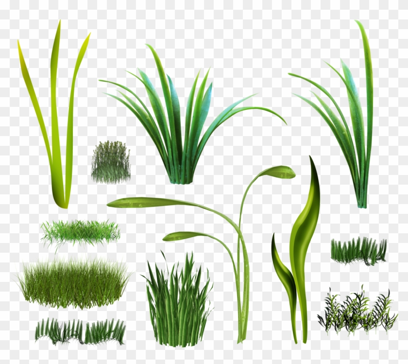 Herbaceous Plant Digital Image Clip Art - Трава Png #1268234